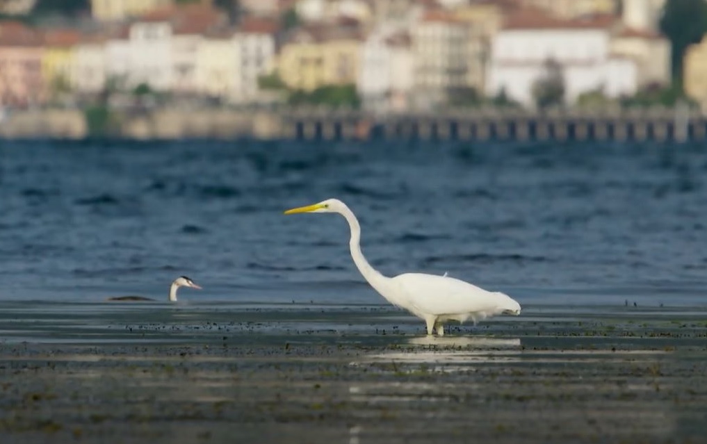 Fauna fiume Ticino
